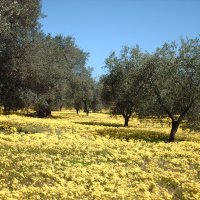 Extra virgin olive oil and wine